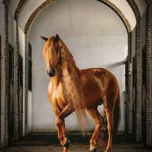 Meet your Posher, Remigio